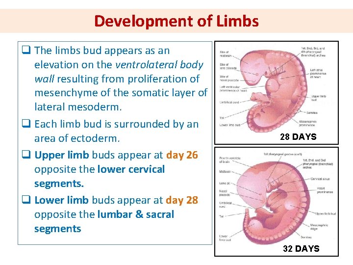 Development of Limbs q The limbs bud appears as an elevation on the ventrolateral