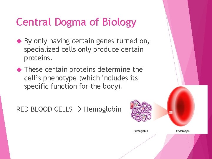 Central Dogma of Biology By only having certain genes turned on, specialized cells only