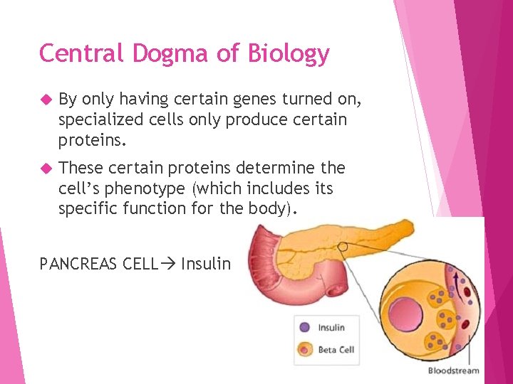 Central Dogma of Biology By only having certain genes turned on, specialized cells only