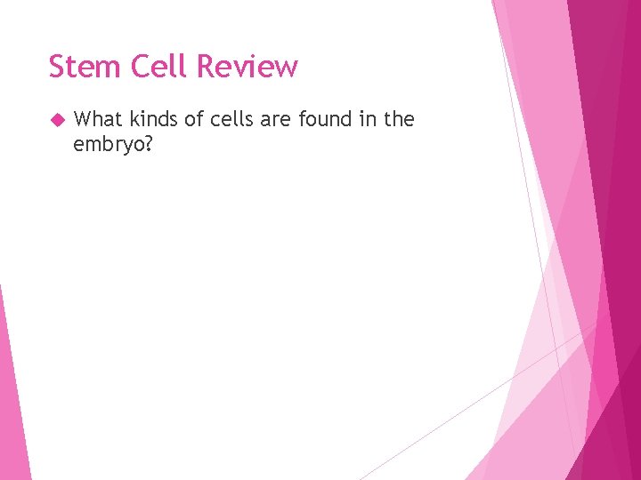 Stem Cell Review What kinds of cells are found in the embryo? 