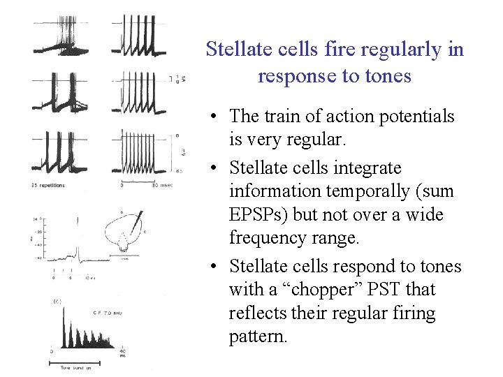 Stellate cells fire regularly in response to tones • The train of action potentials