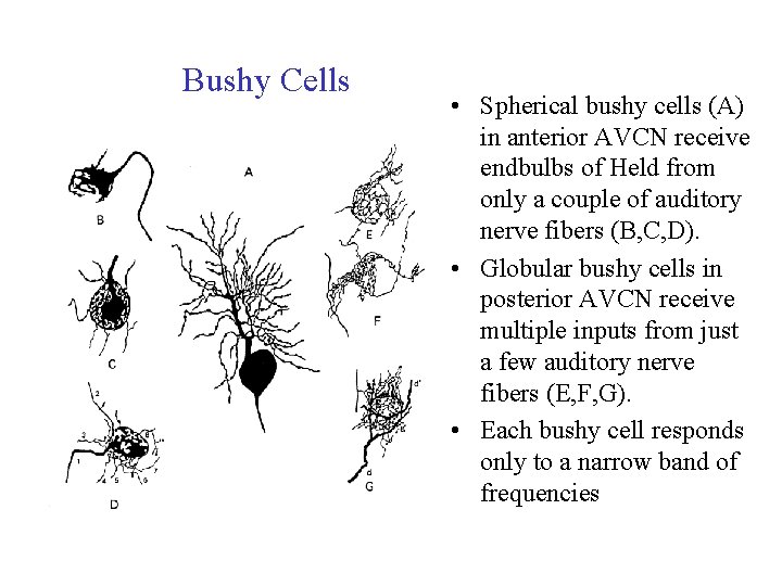 Bushy Cells • Spherical bushy cells (A) in anterior AVCN receive endbulbs of Held