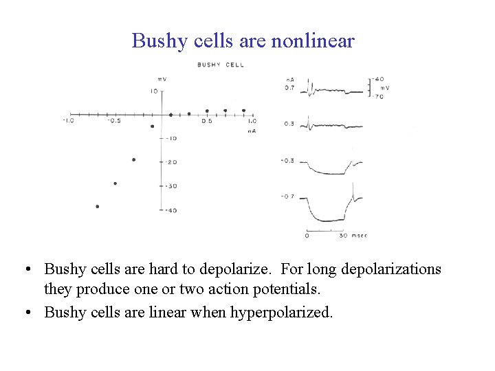 Bushy cells are nonlinear • Bushy cells are hard to depolarize. For long depolarizations