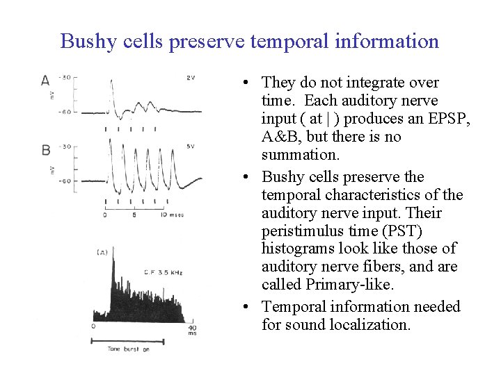 Bushy cells preserve temporal information • They do not integrate over time. Each auditory