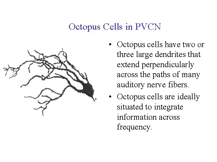 Octopus Cells in PVCN • Octopus cells have two or three large dendrites that