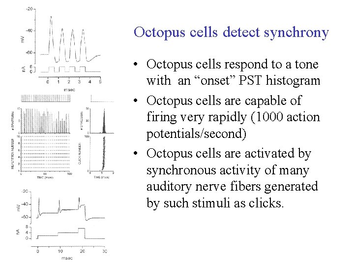 Octopus cells detect synchrony • Octopus cells respond to a tone with an “onset”