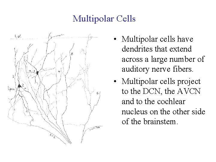 Multipolar Cells • Multipolar cells have dendrites that extend across a large number of