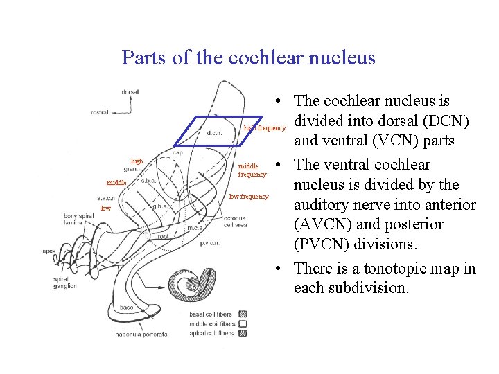 Parts of the cochlear nucleus high middle low • The cochlear nucleus is divided