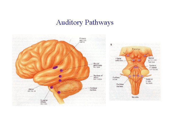 Auditory Pathways 