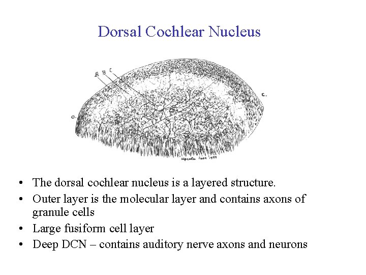 Dorsal Cochlear Nucleus • The dorsal cochlear nucleus is a layered structure. • Outer