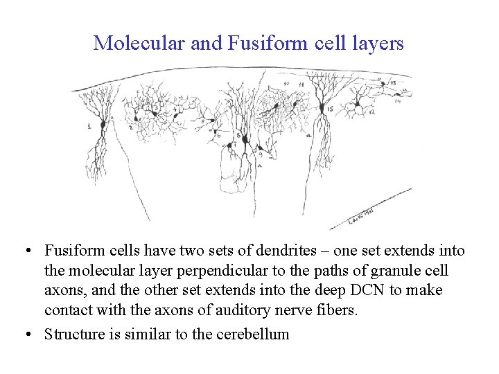 Molecular and Fusiform cell layers • Fusiform cells have two sets of dendrites –