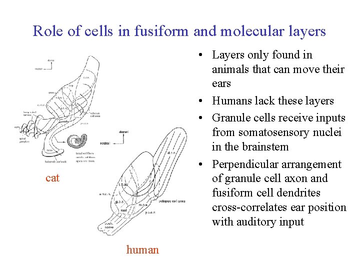 Role of cells in fusiform and molecular layers • Layers only found in animals