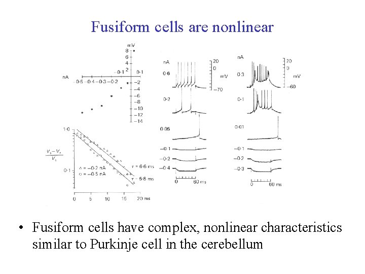 Fusiform cells are nonlinear • Fusiform cells have complex, nonlinear characteristics similar to Purkinje