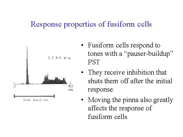 Response properties of fusiform cells • Fusiform cells respond to tones with a “pauser-buildup”