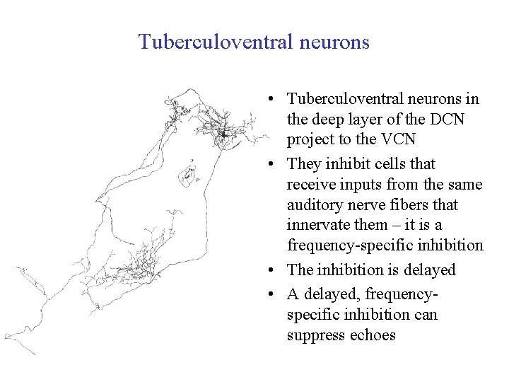 Tuberculoventral neurons • Tuberculoventral neurons in the deep layer of the DCN project to