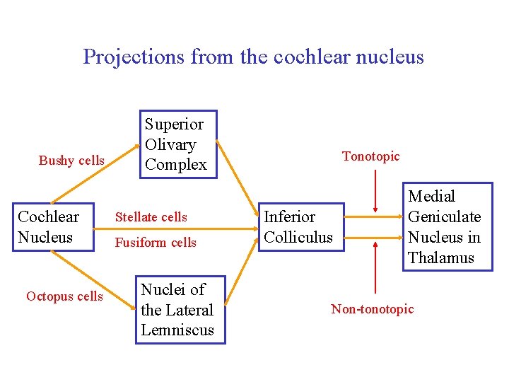 Projections from the cochlear nucleus Bushy cells Cochlear Nucleus Octopus cells Superior Olivary Complex