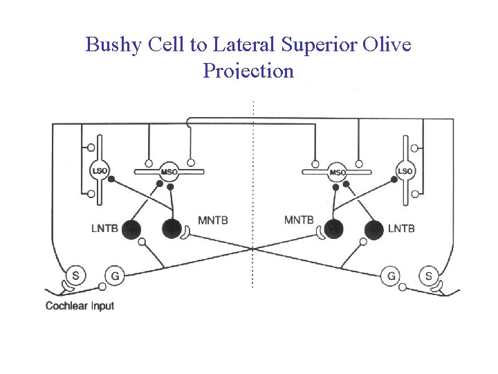 Bushy Cell to Lateral Superior Olive Projection 