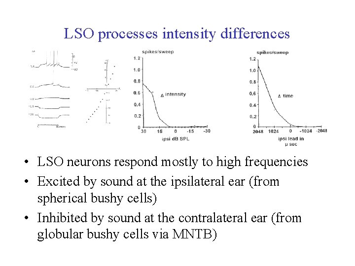 LSO processes intensity differences • LSO neurons respond mostly to high frequencies • Excited