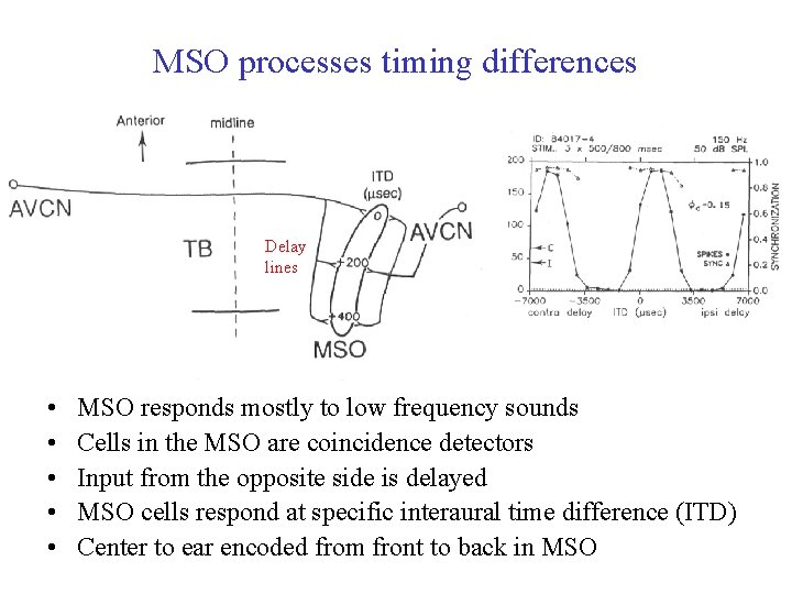 MSO processes timing differences Delay lines • • • MSO responds mostly to low