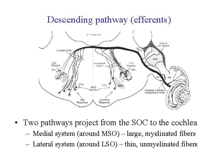 Descending pathway (efferents) • Two pathways project from the SOC to the cochlea –