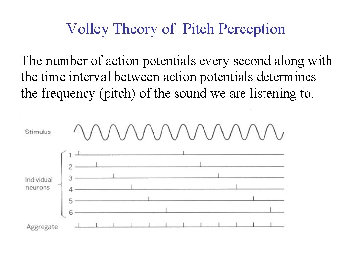 Volley Theory of Pitch Perception The number of action potentials every second along with