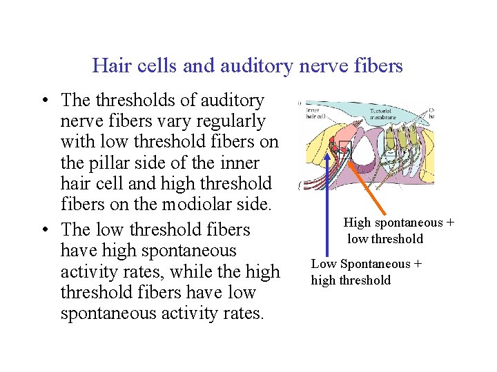 Hair cells and auditory nerve fibers • The thresholds of auditory nerve fibers vary