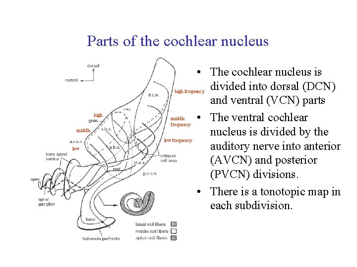 Parts of the cochlear nucleus high middle low • The cochlear nucleus is divided