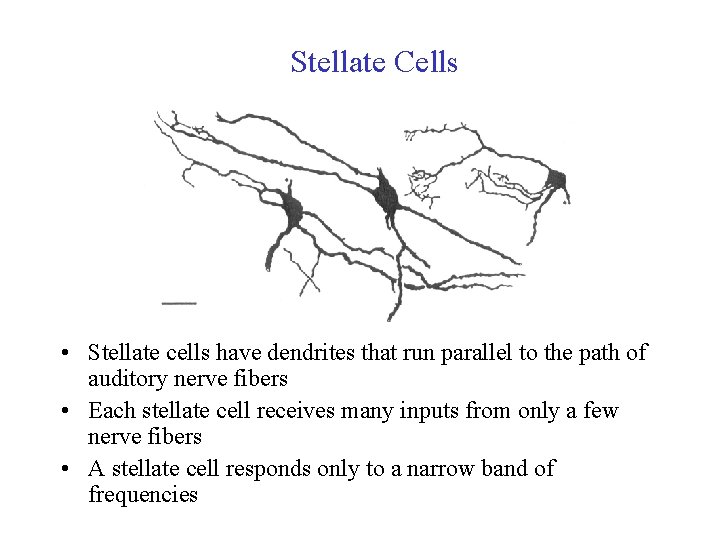 Stellate Cells • Stellate cells have dendrites that run parallel to the path of