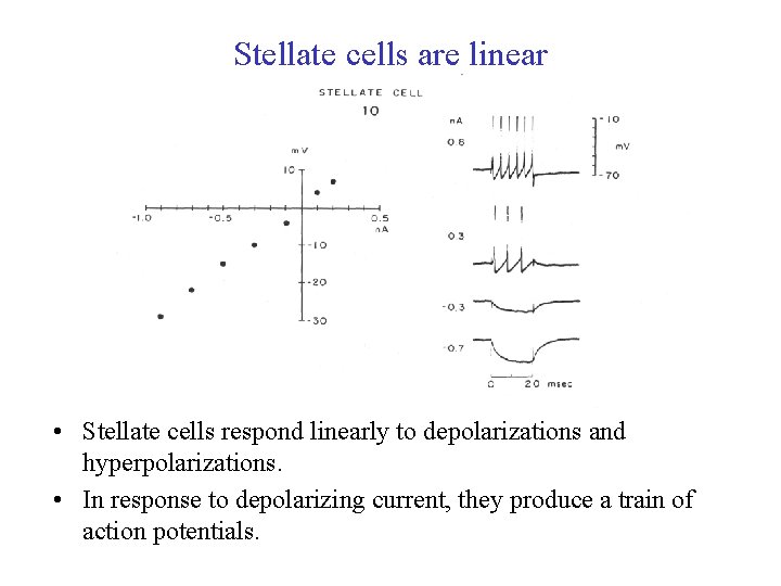 Stellate cells are linear • Stellate cells respond linearly to depolarizations and hyperpolarizations. •