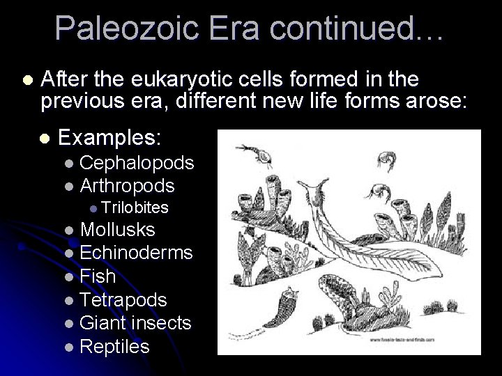 Paleozoic Era continued… l After the eukaryotic cells formed in the previous era, different Paleozoic Era continued… l After the eukaryotic cells formed in the previous era, different
