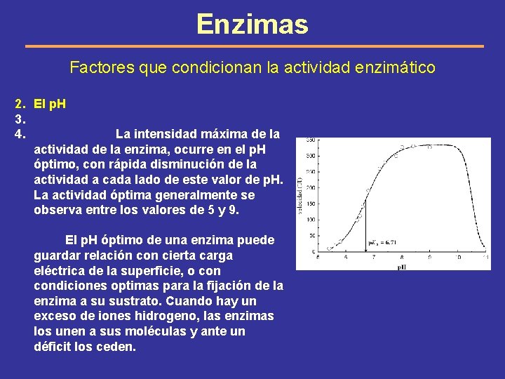 Enzimas Factores que condicionan la actividad enzimático 2. El p. H 3. 4. La