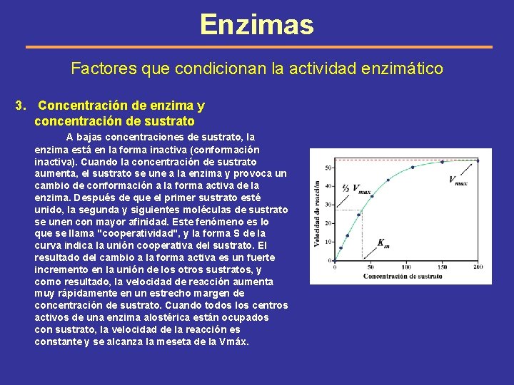 Enzimas Factores que condicionan la actividad enzimático 3. Concentración de enzima y concentración de