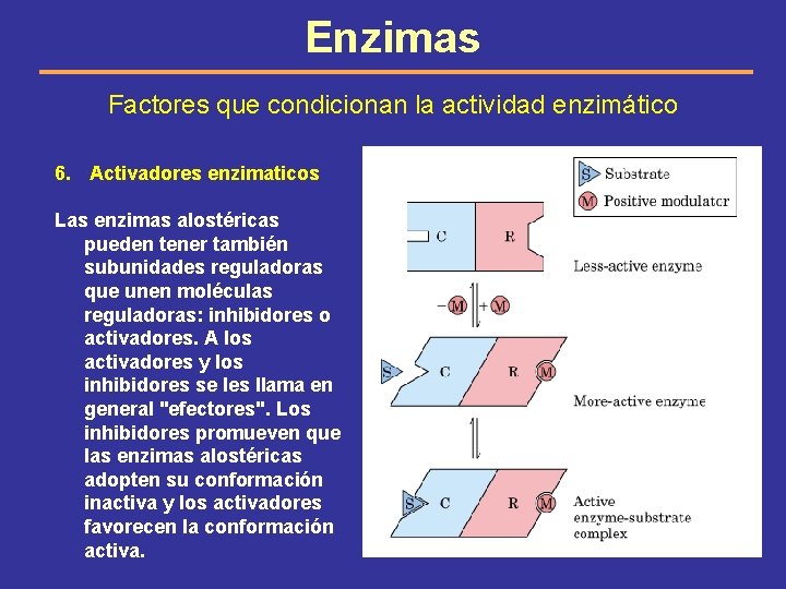 Enzimas Factores que condicionan la actividad enzimático 6. Activadores enzimaticos Las enzimas alostéricas pueden