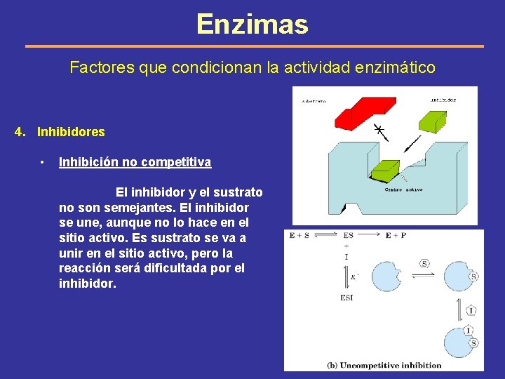 Enzimas Factores que condicionan la actividad enzimático 4. Inhibidores • Inhibición no competitiva El