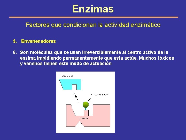 Enzimas Factores que condicionan la actividad enzimático 5. Envenenadores 6. Son moléculas que se