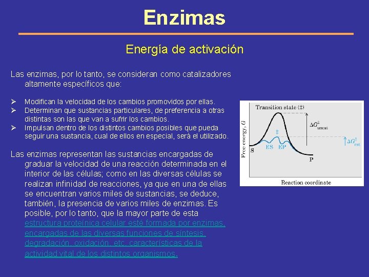 Enzimas Energía de activación Las enzimas, por lo tanto, se consideran como catalizadores altamente