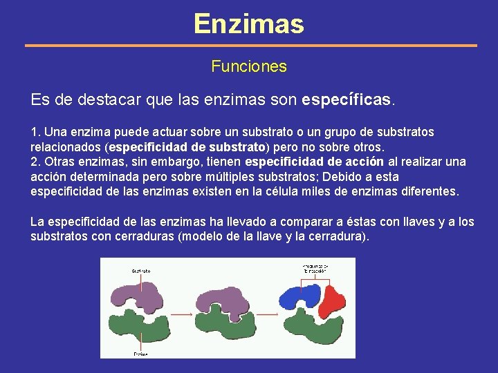 Enzimas Funciones Es de destacar que las enzimas son específicas. 1. Una enzima puede