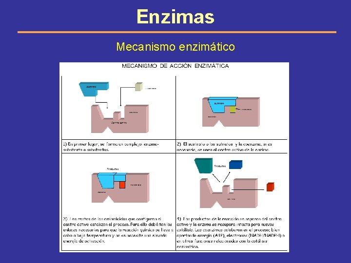 Enzimas Mecanismo enzimático 