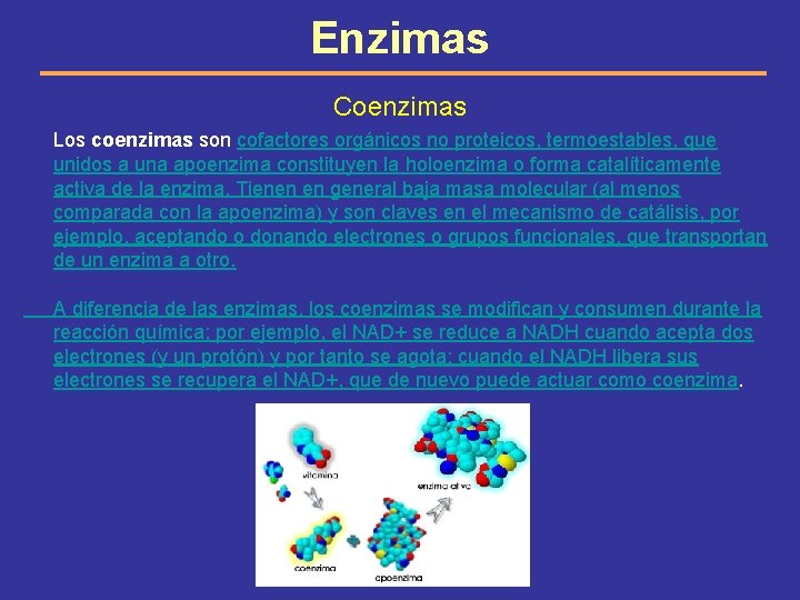 Enzimas Coenzimas Los coenzimas son cofactores orgánicos no proteicos, termoestables, que unidos a una