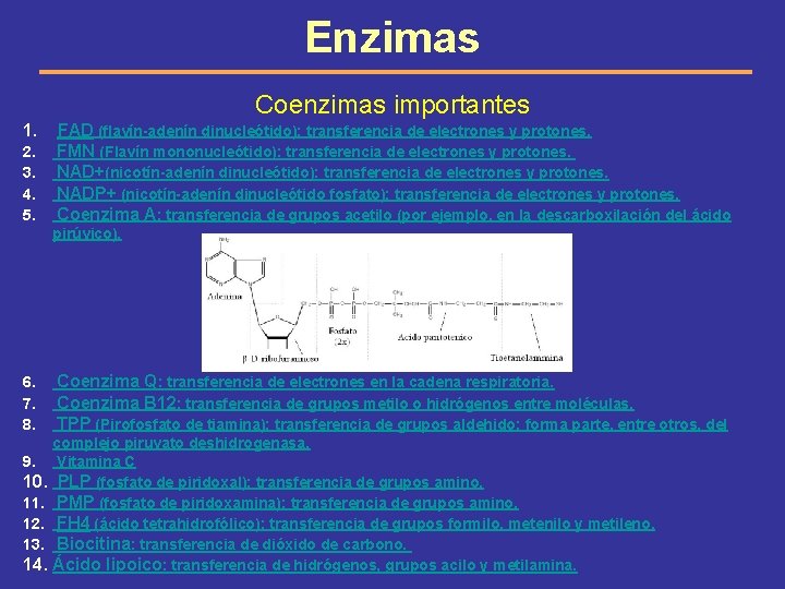 Enzimas Coenzimas importantes 1. 2. 3. 4. 5. FAD (flavín-adenín dinucleótido): transferencia de electrones