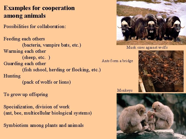 Examples for cooperation among animals Possibilities for collaboration: Feeding each others (bacteria, vampire bats, Examples for cooperation among animals Possibilities for collaboration: Feeding each others (bacteria, vampire bats,