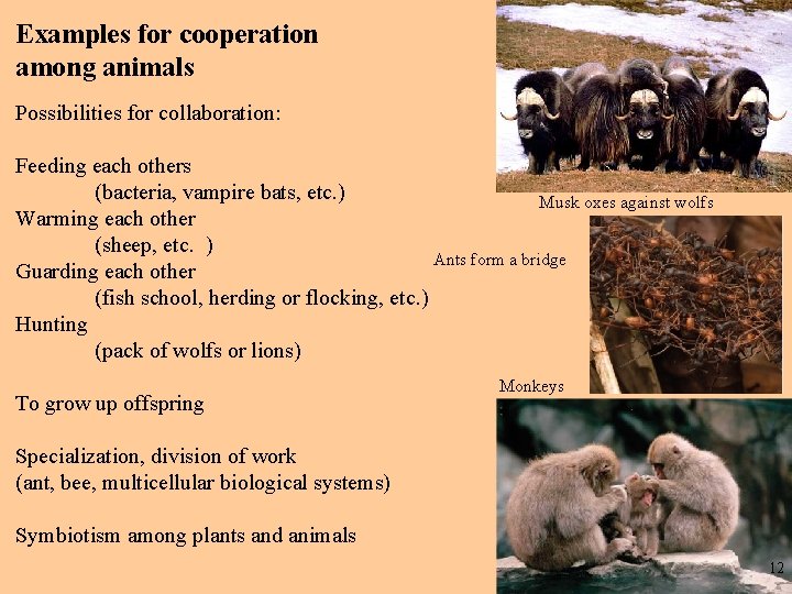 Examples for cooperation among animals Possibilities for collaboration: Feeding each others (bacteria, vampire bats,