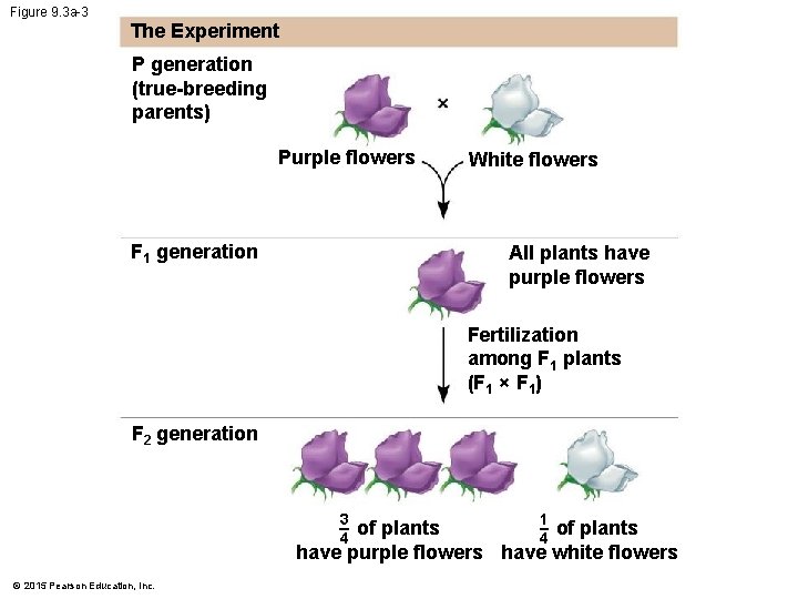 Figure 9. 3 a-3 The Experiment P generation (true-breeding parents) Purple flowers F 1