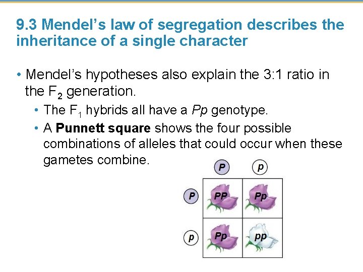 9. 3 Mendel’s law of segregation describes the inheritance of a single character •