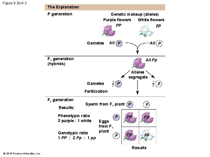 Figure 9. 3 b-0 -3 The Explanation P generation Genetic makeup (alleles) Purple flowers