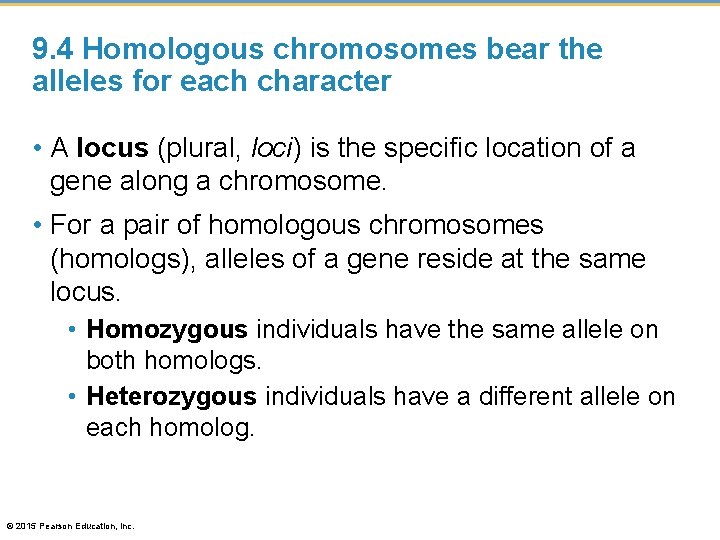 9. 4 Homologous chromosomes bear the alleles for each character • A locus (plural,