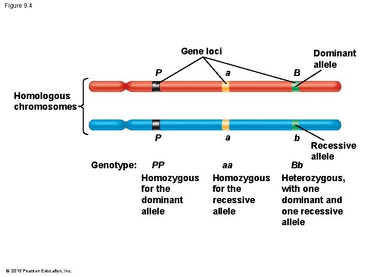 Figure 9. 4 Gene loci P a B P a b Dominant allele Homologous