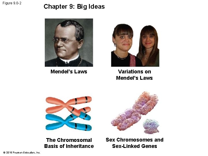 Figure 9. 0 -2 © 2015 Pearson Education, Inc. Chapter 9: Big Ideas Mendel’s