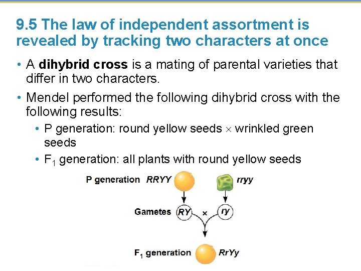 9. 5 The law of independent assortment is revealed by tracking two characters at