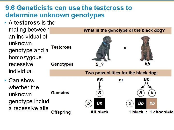 9. 6 Geneticists can use the testcross to determine unknown genotypes • A testcross